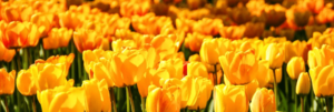 Win speciale Koningsdag shirts bij
