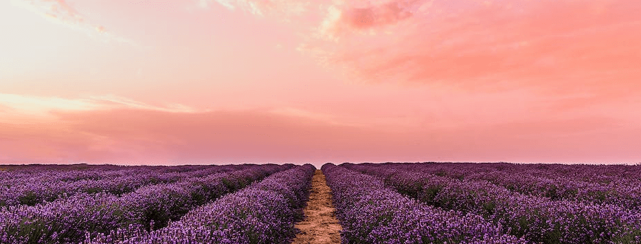 Een bloemenveld symboliseert de nieuwe Spins bonus die Casino 777 aanbiedt.