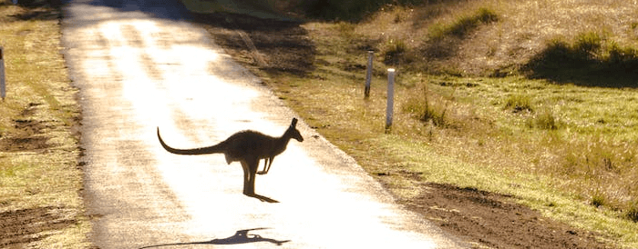 Aversion to Gambling Advertisements in Australia