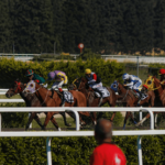Melbourne Cup Betting Guide