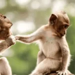 '3 Dancing Monkeys' offers another delightful escapade from Pragmatic Play.