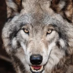 Get ready for an adventurous journey in Playson’s frosty narrative, Wolf Land: Hold and Win.