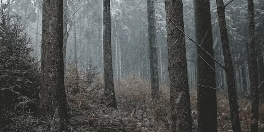 {2}