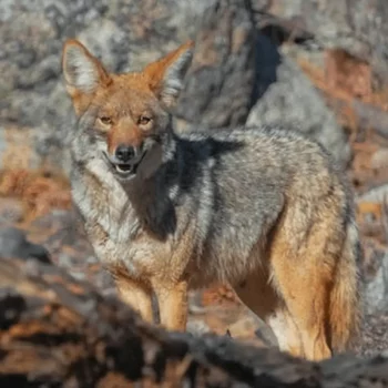 Gameplay with Wild Coyote