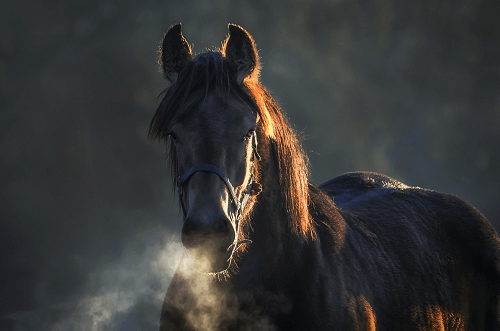 Famous race horse